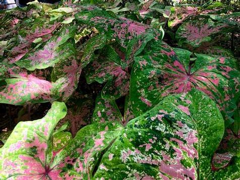 Caladiums